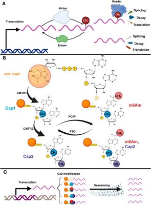 The expanding role of cap-adjacent modifications in animals